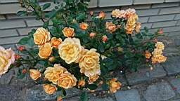 2017-06-28- (131).JPG