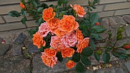 2017-06-28- (133).JPG