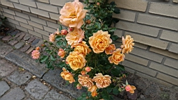2017-06-28- (134).JPG