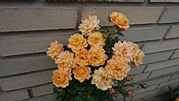 2017-06-28- (135).JPG