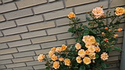 2017-06-28- (137).JPG