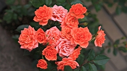 2017-06-28- (139).JPG