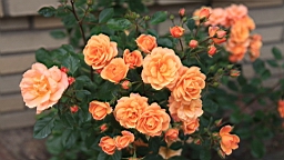 2017-06-28- (140).JPG