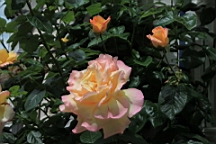 2017-06-28- (150).JPG