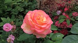2017-06-28- (43).JPG