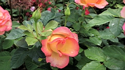 2017-06-28- (44).JPG