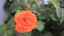2017-06-28- (93).JPG