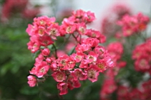 2017-06-28- (95).JPG