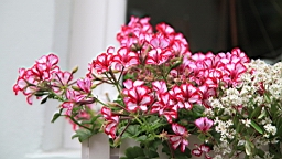 2017-06-29- (137).JPG