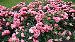 2017-06-29- (36).JPG