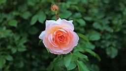 2017-06-29- (39).JPG