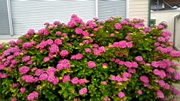 2017-06-30- (70).JPG