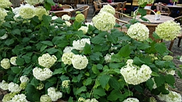 2017-07-01- (250).JPG