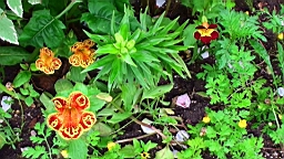 20110527154125(1).JPG