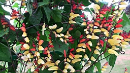 20110527154510(2).JPG