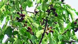 20110608192930(1).JPG
