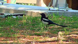 20110629125851(1).JPG