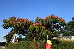 IMG_1240.JPG