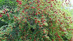 IMG_1347.JPG