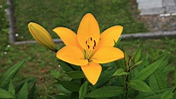 IMG_1695.JPG