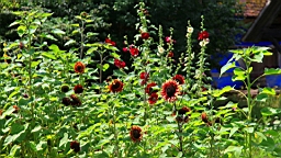 IMG_2273.JPG