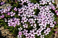 IMG_0294.JPG