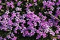 IMG_0303.JPG