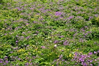 IMG_0499.JPG