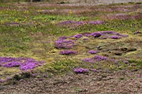 IMG_0532.JPG
