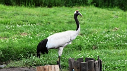 IMG_0918.JPG