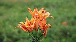 IMG_1028.JPG