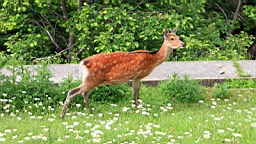 IMG_1065.JPG