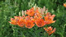 IMG_1134.JPG