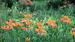 IMG_1150.JPG