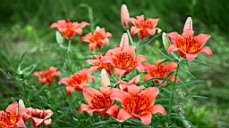 IMG_1155.JPG
