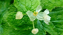 DSC00052.JPG