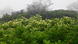 IMG_1259.JPG