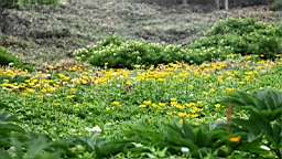 IMG_1264.JPG
