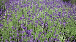 IMG_1346.JPG