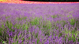 IMG_1390.JPG