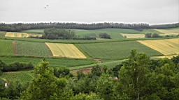 IMG_1437.JPG