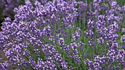 IMG_1469.JPG