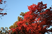 IMG_7172.JPG