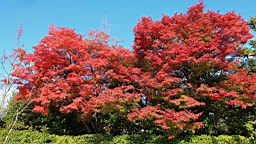 IMG_7356.JPG