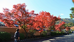 IMG_7371.JPG