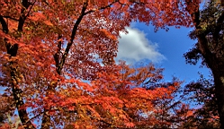 IMG_7423.jpg