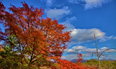 IMG_7430.jpg