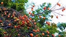 IMG_7662.JPG