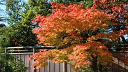 IMG_7735.JPG