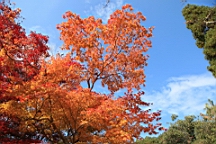IMG_7845.JPG